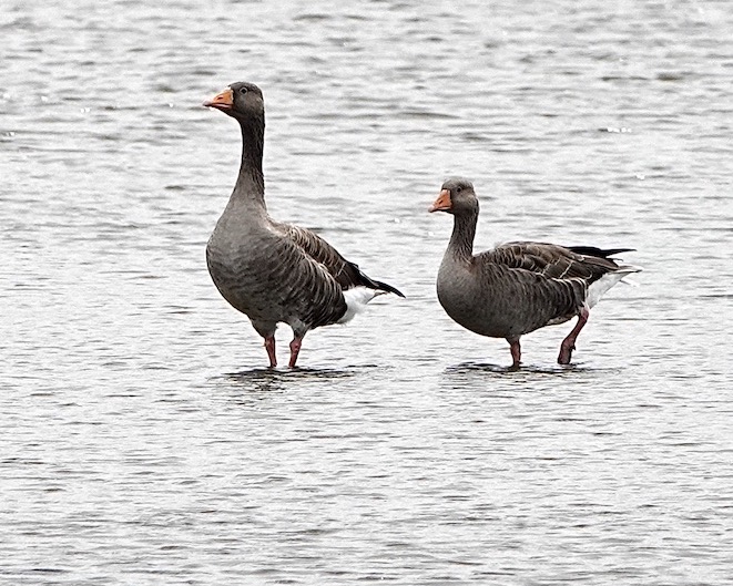 greylag geese